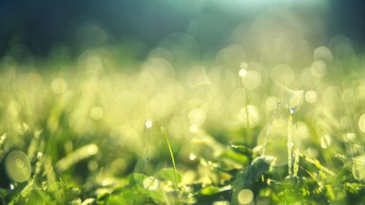 grass-3743023_1920