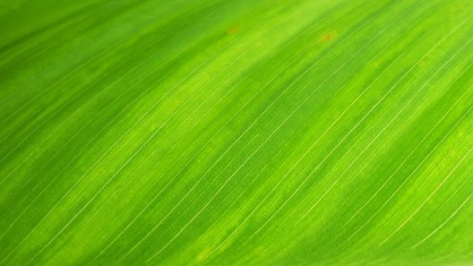 leaf-176722_1280