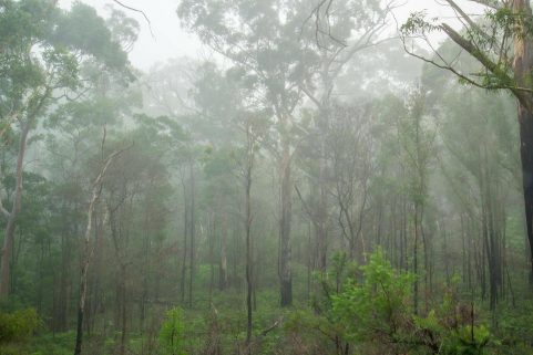 mist-313208_1920