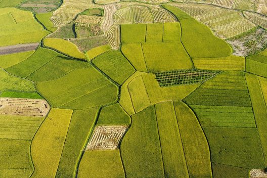rice-fields-7247360_1920