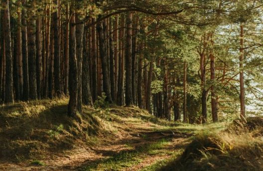 Irina-Iriser-Forrest