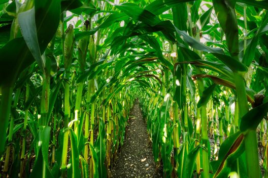 corn-4457379_1920
