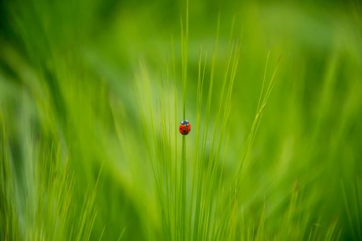 insect-ged7e73e8b_1920
