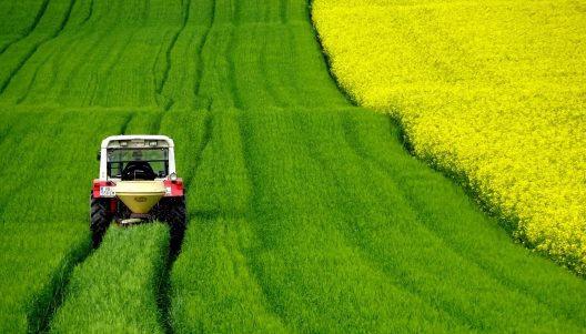 rapeseeds-gc65575a45_1920_0