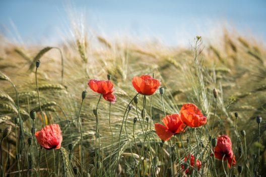 summer-2404769_1920