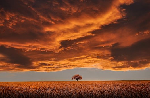 tree-gc71476fb0_1280