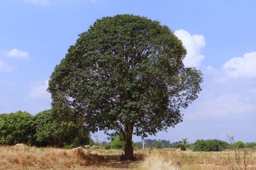 mango-tree-276110_1920