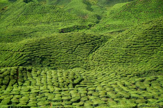 tea-2946057_1920