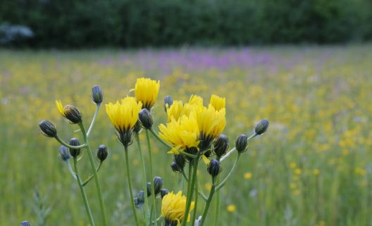 nature-grass-plant-field-meadow-prairie-1271529-pxhere.com_-1282x780-1