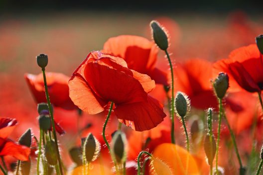 poppies-3446714_1920