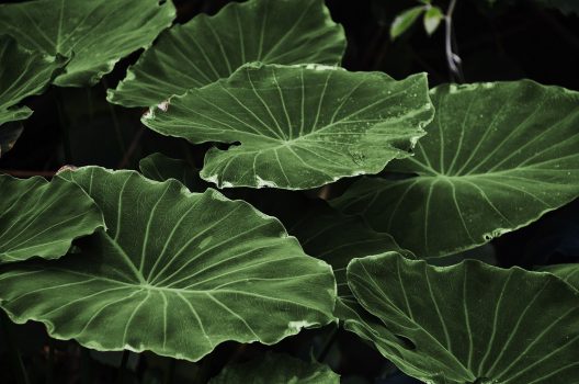 leaves-318743_1920