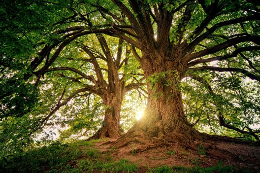 trees-3822149_1920-1