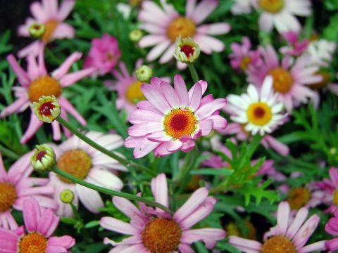 flowers-g2b3732542_1920