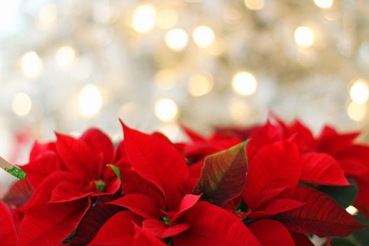 poinsettia-g9c24bb92d_1920