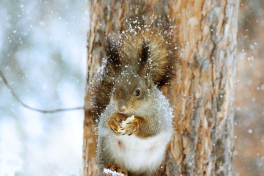 squirrel-g2eb5766f6_1920