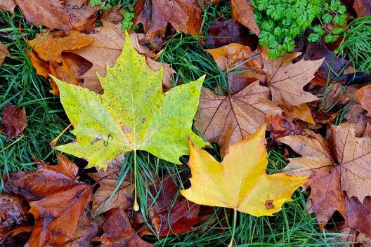 autumn-leaves-g8b6afa7ce_640