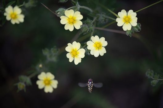 cinquefoil-g8cfcfaeaa_640