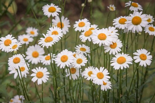 daisies-g675f4f834_640