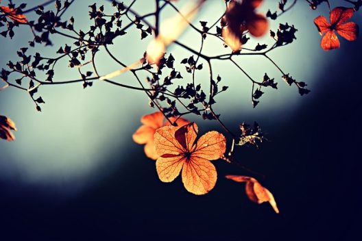 flowers-g6880241c6_640