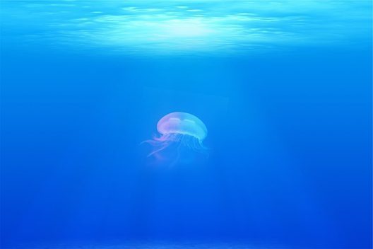 jellyfish-ga44e44265_640-528x352-1-528x352-1