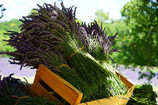 lavender-g156685138_640