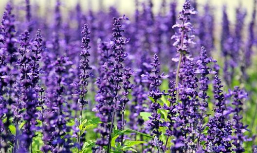 lavender-gfb3df1625_640