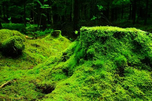 moss-g3f8d75525_640