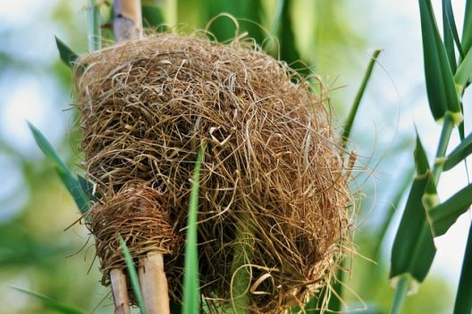 nest-g0d96a1487_640