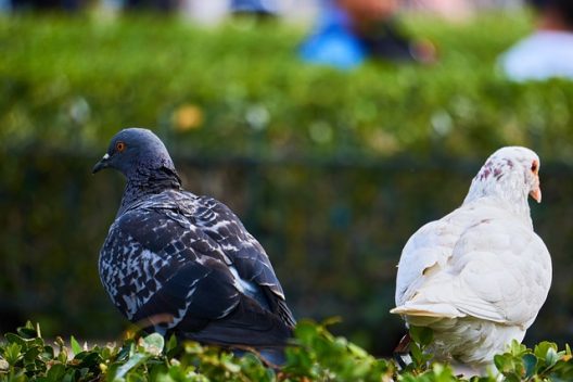 pigeons-gae370d4b2_640