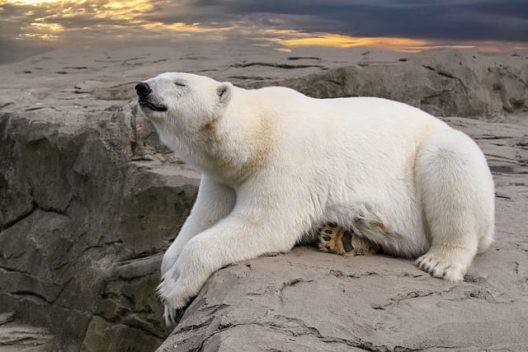 polar-bear-g9ac641206_640