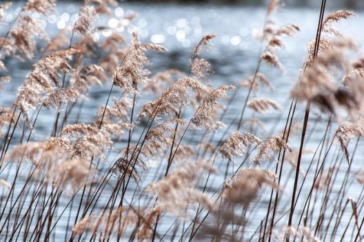reed-gbf1489b38_640