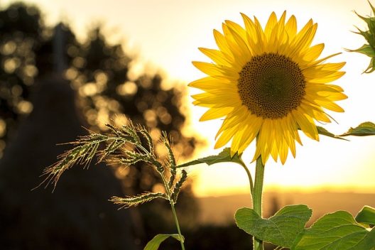 sunflower-gfb26634bb_640