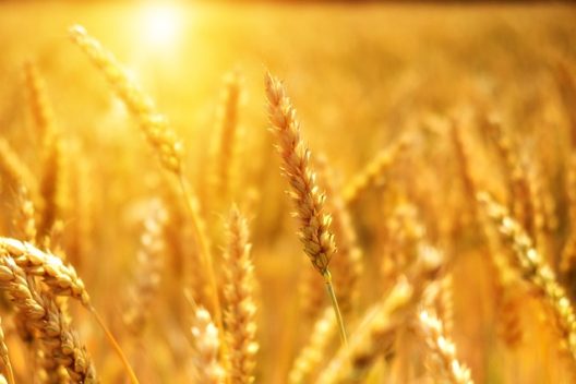wheat-ge1d01ea72_640