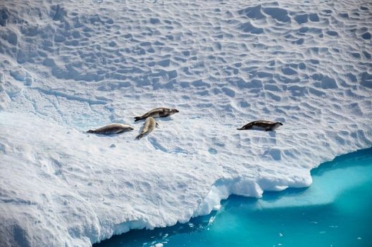 antarctica-g7c12f0d6f_640