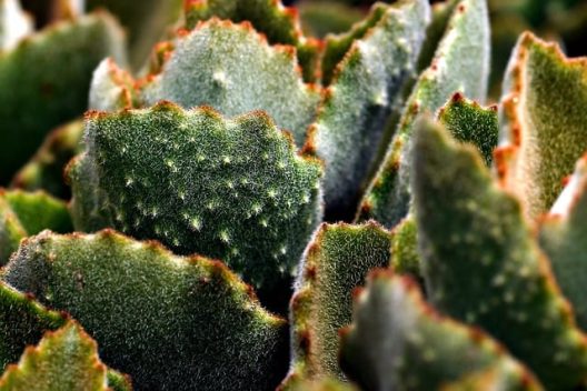 cactus-gdc0c8d9cc_640