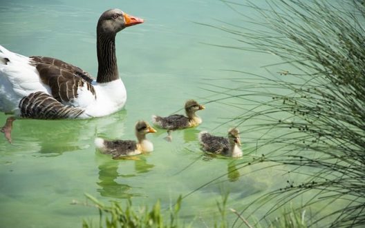 ducks-g595183049_640