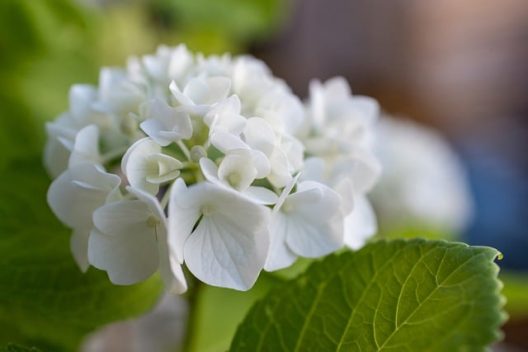flower-g78c5e075b_640