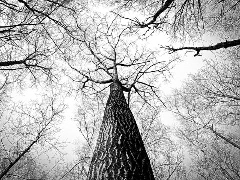 forest-g1361cb73e_640