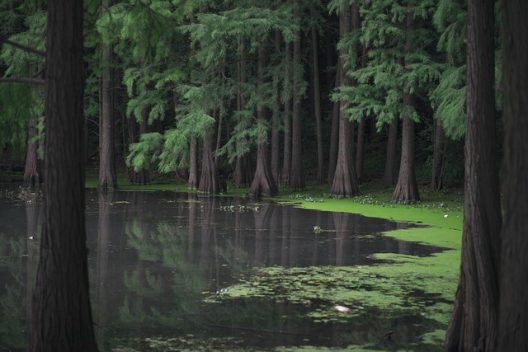 forest-gc6d1679d6_640