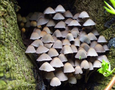 mushrooms-gbfce80863_640