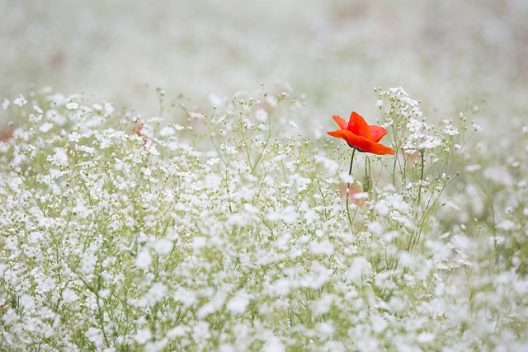 poppy-g4a1af714d_640