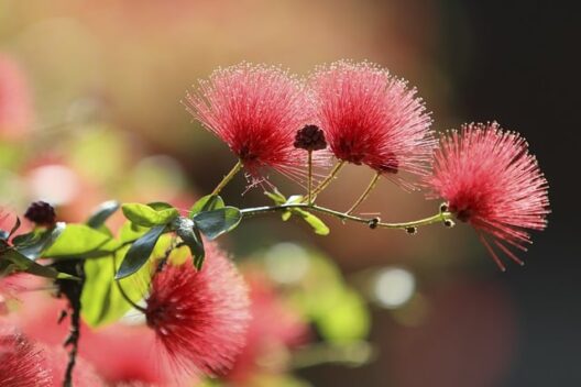 bottlebrushes-7947303_640
