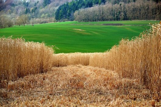 ybernardi-miscanthus-5128337_640